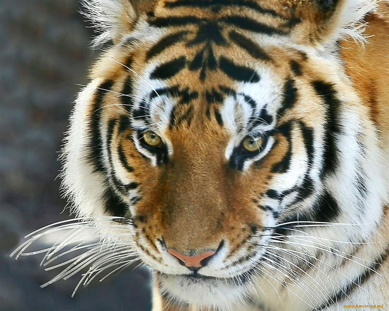 , 